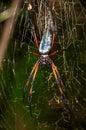 Tropical spider in the forest on the web Royalty Free Stock Photo