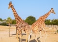 Two giraffes walking together in the zoo Royalty Free Stock Photo