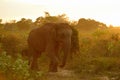 Wildlife in Udawalawe National Park in Sri Lanka Royalty Free Stock Photo