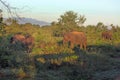 Wildlife in Udawalawe National Park in Sri Lanka Royalty Free Stock Photo