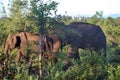 Wildlife in Udawalawe National Park in Sri Lanka Royalty Free Stock Photo