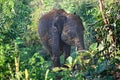 Wildlife in Udawalawe National Park in Sri Lanka Royalty Free Stock Photo