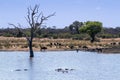 Wildlife and veld landscape in Kruger National park