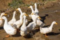 Wildlife view of duck and duckling swimming in rice terrace with shallow depth of field