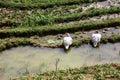 Wildlife view of duck and duckling swimming in rice terrace with shallow depth of field