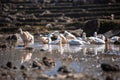 Wildlife view of duck and duckling swimming in rice terrace with shallow depth of field