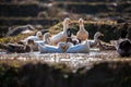 Wildlife view of duck and duckling swimming in rice terrace with shallow depth of field