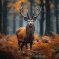 Wildlife wallpaper Red deer stag in the wild forest