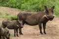 Wildlife Warthog Mother Calfs