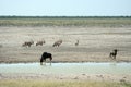 Wildlife at waterhole