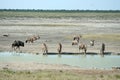 Wildlife at waterhole