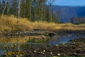 The wildlife watering hole autumn Royalty Free Stock Photo