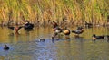 Wildlife in the wetlands of Greenfields, South Australia