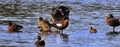 Wildlife in the wetlands of Greenfields, South Australia Royalty Free Stock Photo