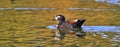 Wildlife in the wetlands of Greenfields, South Australia