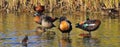 Wildlife in the wetlands of Greenfields, South Australia