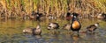 Wildlife in the wetlands of Greenfields, South Australia Royalty Free Stock Photo