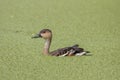Wildlife whistling ducks chilling on green algae pond Royalty Free Stock Photo