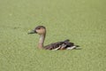 Wildlife whistling ducks chilling on green algae pond