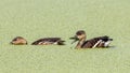 Wildlife whistling ducks chilling on green algae pond