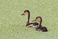 Wildlife whistling ducks chilling on green algae pond