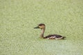 Wildlife whistling ducks chilling on green algae pond