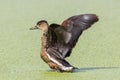 Wildlife whistling ducks chilling on green algae pond