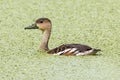 Wildlife whistling ducks chilling on green algae pond