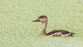 Wildlife whistling ducks chilling on green algae pond Royalty Free Stock Photo