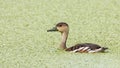 Wildlife whistling ducks chilling on green algae pond