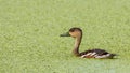 Wildlife whistling ducks chilling on green algae pond