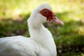 Wildlife - white duck