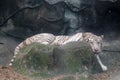 Wildlife of white tiger on rock in the zoo