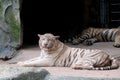 Wildlife of white tiger in the zoo