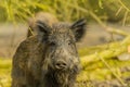 Wildlife - Wild Boar