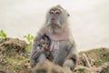 Wildlife wild monkey mother baby habitat Royalty Free Stock Photo