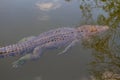 Wildlife: Wild Swamp Crocodile Swimming in Lagoon in Jungle Royalty Free Stock Photo