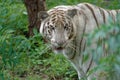 White tiger Royalty Free Stock Photo