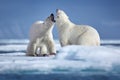 Wildlife winter scene with two dangerous animals. Two polar bears fighting on drifting ice in Arctic Svalbard Royalty Free Stock Photo