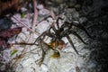 Wildlife: A Wolf Spider hunts a June Bug and a Dragonfly during the night in the Northern Jungles of Guatemala Royalty Free Stock Photo