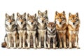 Wildlife Wolves Collection: Group of Standing, Sitting, Howling, Lying Wolves with Young Baby. Family of Wolves Panorama Royalty Free Stock Photo