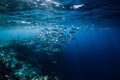 Wildlife world in underwater with school fish in ocean at coral reef Royalty Free Stock Photo