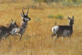 WILDLIFE- Wyoming- Close Up of Three Running Pronghorns Royalty Free Stock Photo