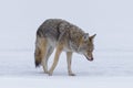 Wildlife of Yellowstone National Park. Wild Coyote hunting in the snow Royalty Free Stock Photo