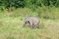 Wildlife of Young Asian Elephant eating grass in forest. Kui Buri National Park. Thailand