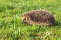Wildlife young european hedgehog on green grass