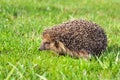 Wildlife young european hedgehog on green grass