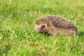 Wildlife young european hedgehog on green grass