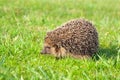 Wildlife young european hedgehog on green grass