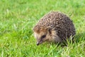 Wildlife young european hedgehog on green grass